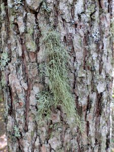Ramalina farinacea 91460001