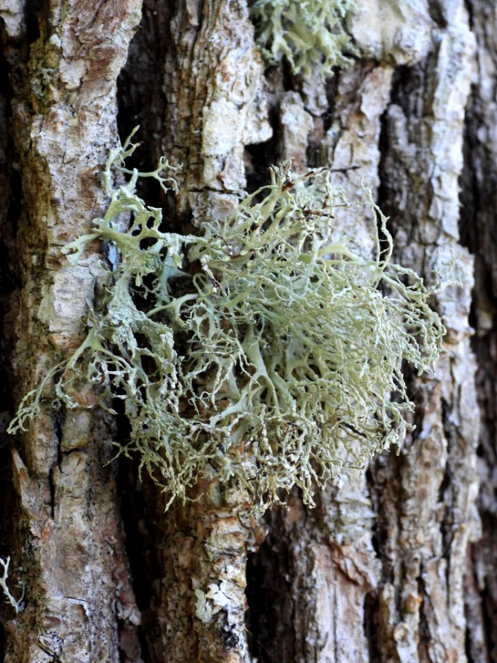 Ramalina farinacea 93980314