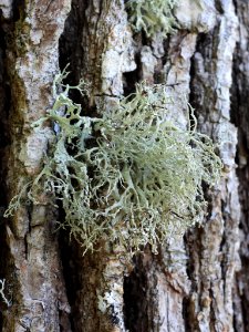 Ramalina farinacea 93980314