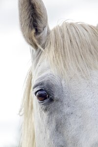 Horse ear white animal photo