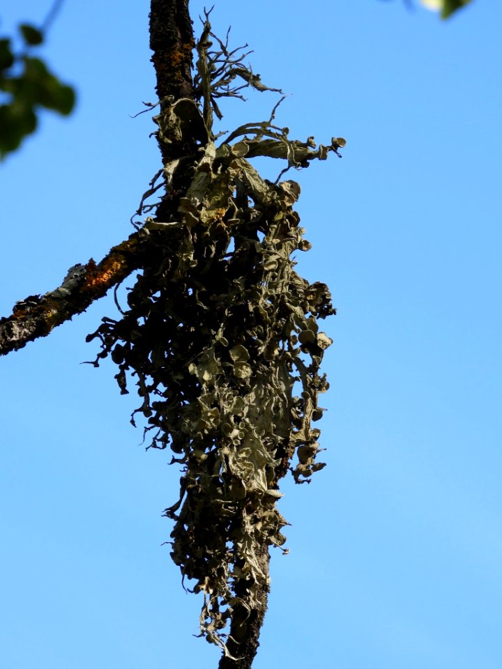 Ramalina fraxinea 87662964