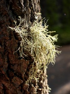 Ramalina farinacea 94022920