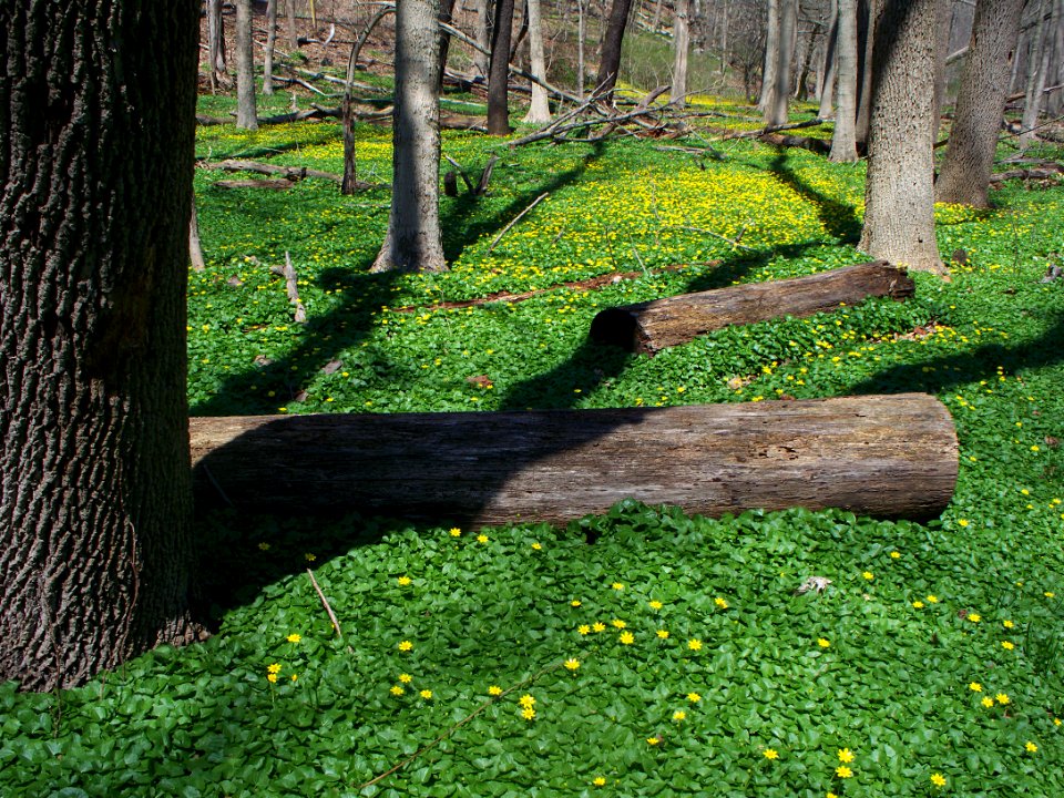 Ranunculus ficaria, Fox Chapel, 2015-04-18, 01