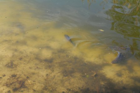Rangsdorfer See 2021-05-11 06