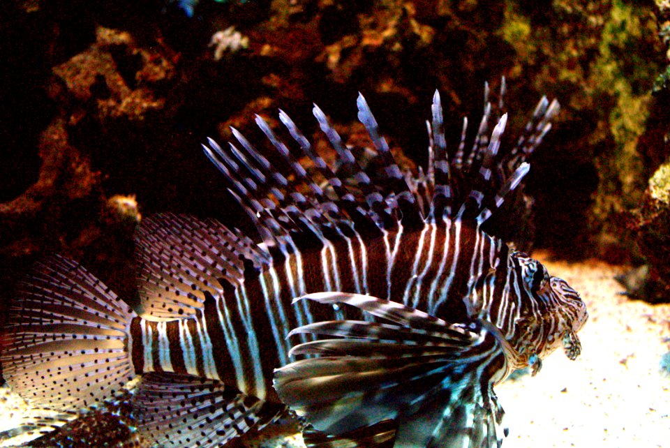 Rascasse volante - pterois volitans
