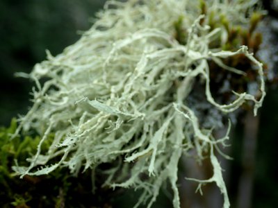 Ramalina farinacea 113931951