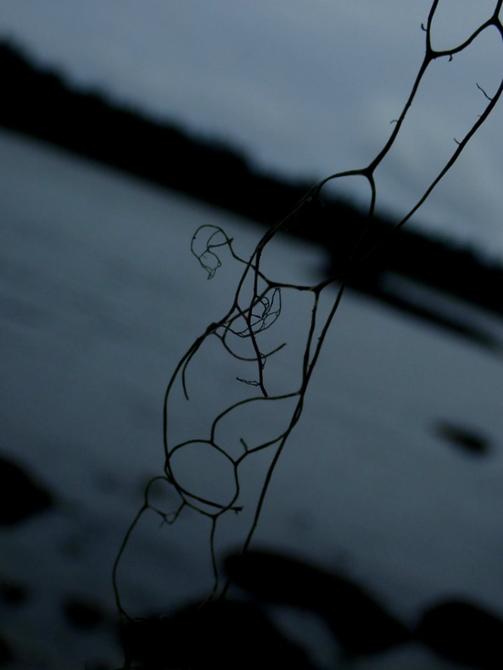 Ramalina menziesii 90922710
