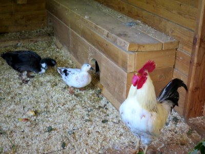 Raritätenzoo Ebbs 5