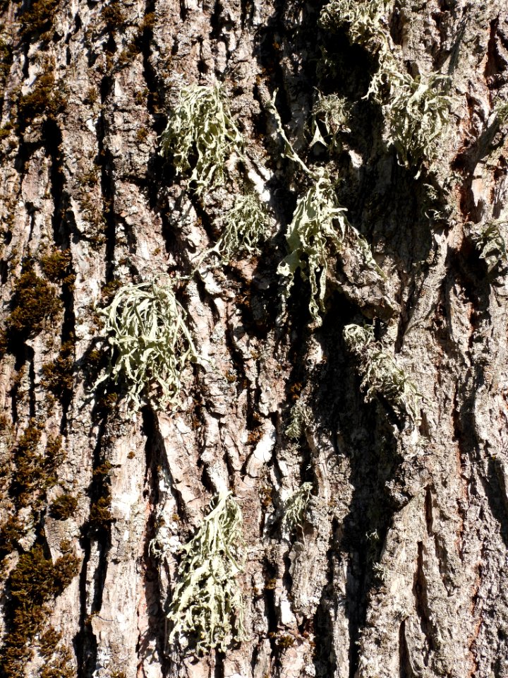 Ramalina fraxinea 93981030