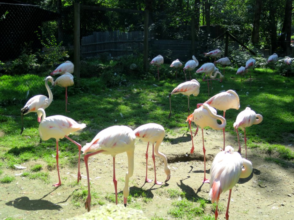 Raritätenzoo Ebbs 16