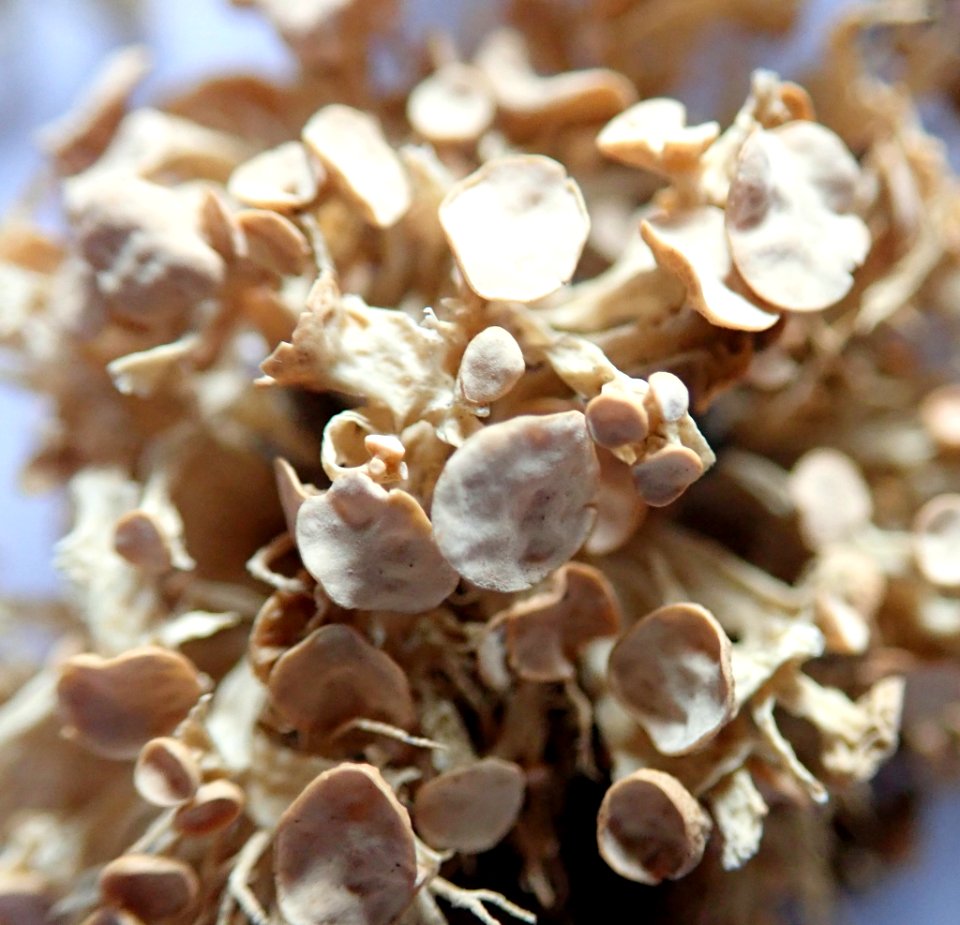 Ramalina glaucescens 91371143