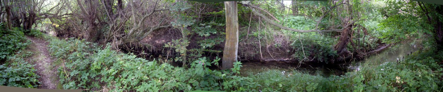 Rase-bei-Rosdorf-01