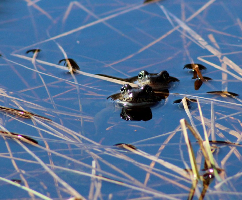 Rana temporaria Simo 20120512 01
