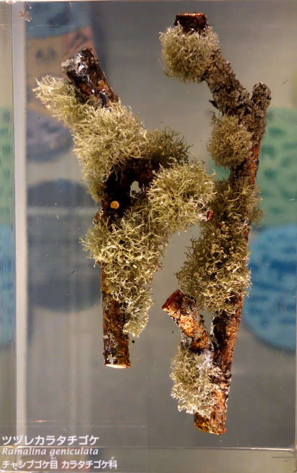 Ramalina geniculata - National Museum of Nature and Science, Tokyo - DSC07581