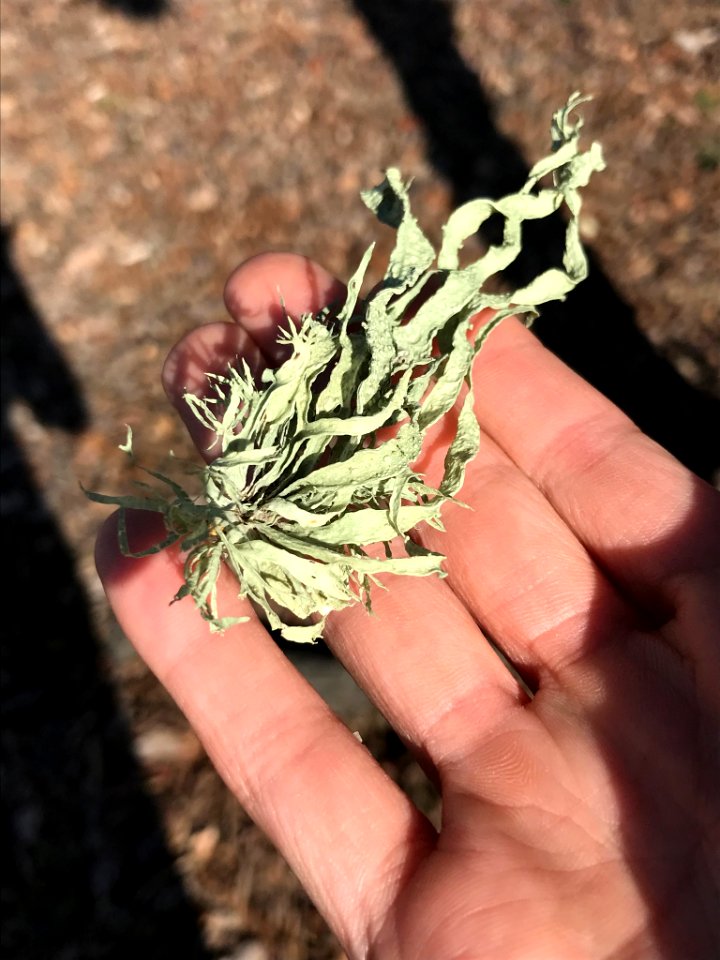 Ramalina leptocarpha 18905481