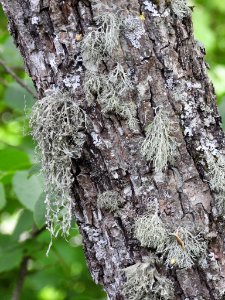 Ramalina fraxinea 76917097
