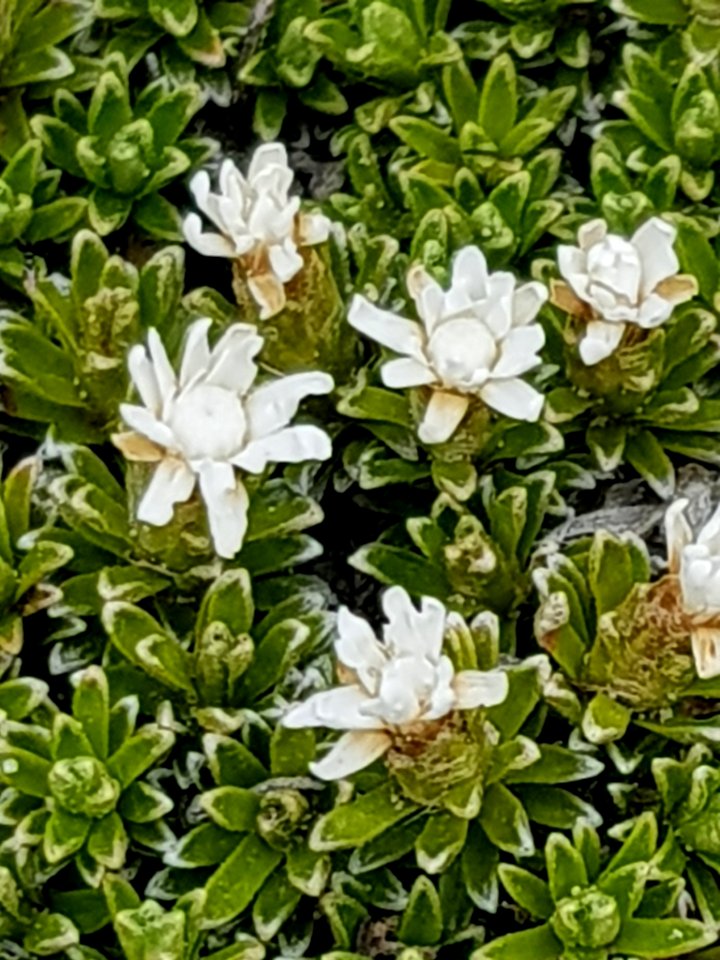 Raoulia subsericea 111306925