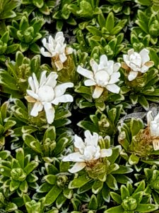 Raoulia subsericea 111306925
