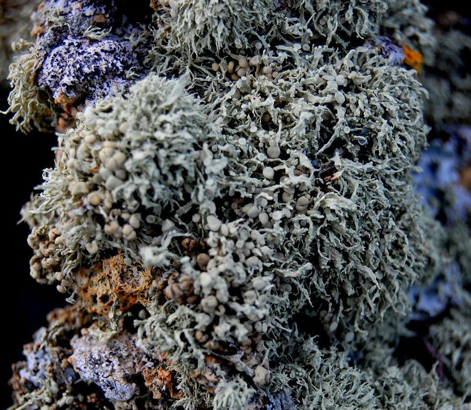 Ramalina microspora 1819451