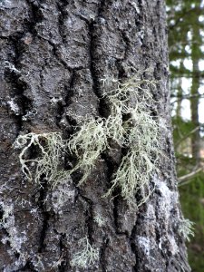 Ramalina farinacea 116977204