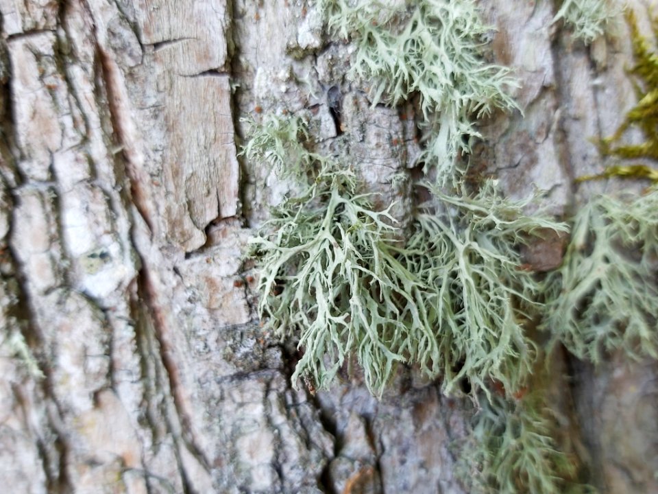 Ramalina farinacea 91262786