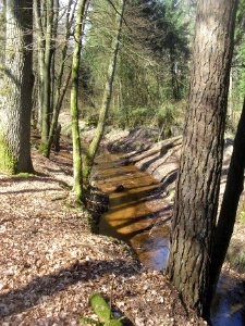 Ramselbruch-Bach