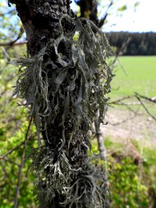Ramalina fraxinea 74500171