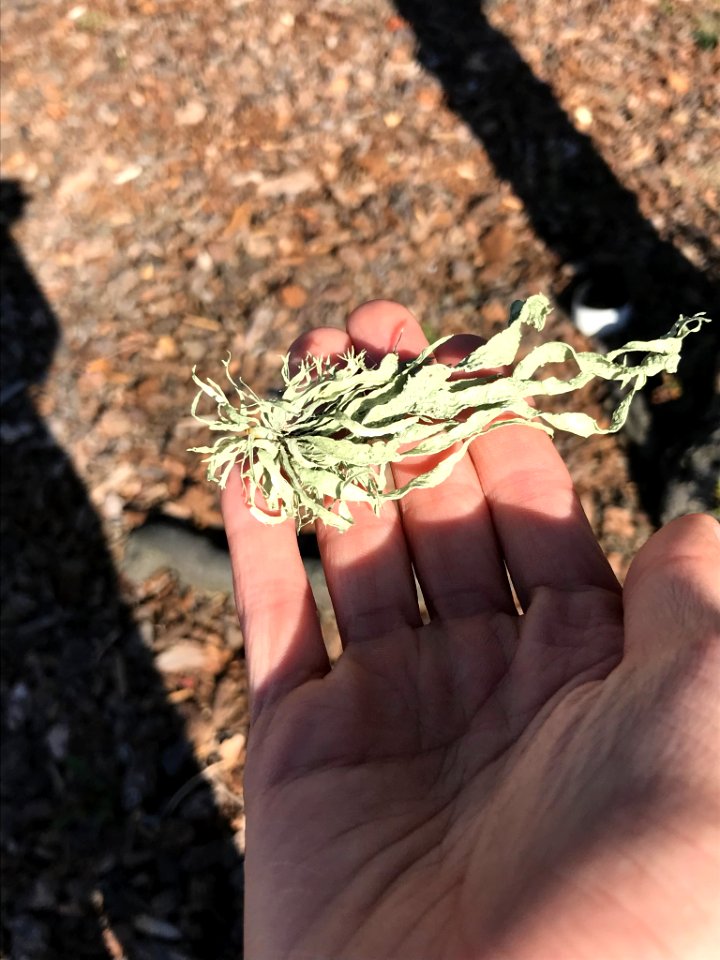 Ramalina leptocarpha 18905467