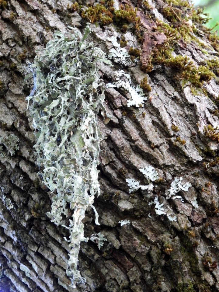 Ramalina fraxinea 80792329