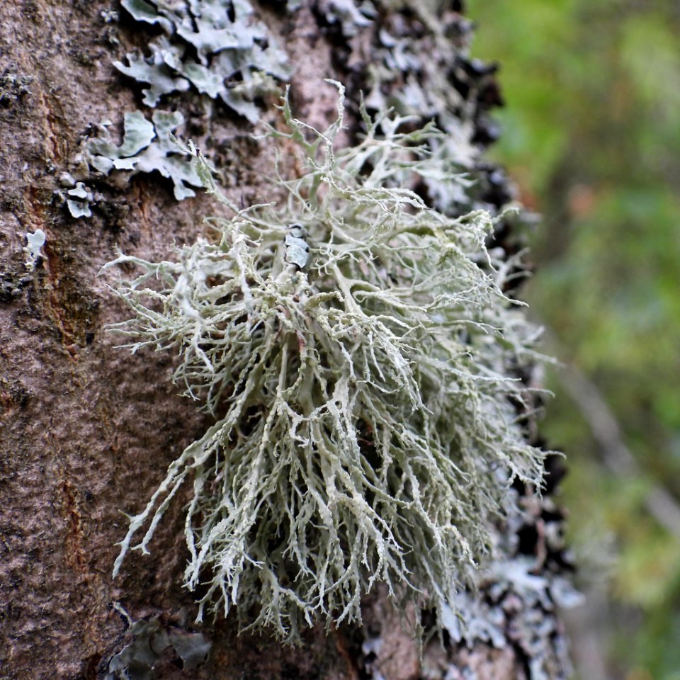 Ramalina farinacea 91239275