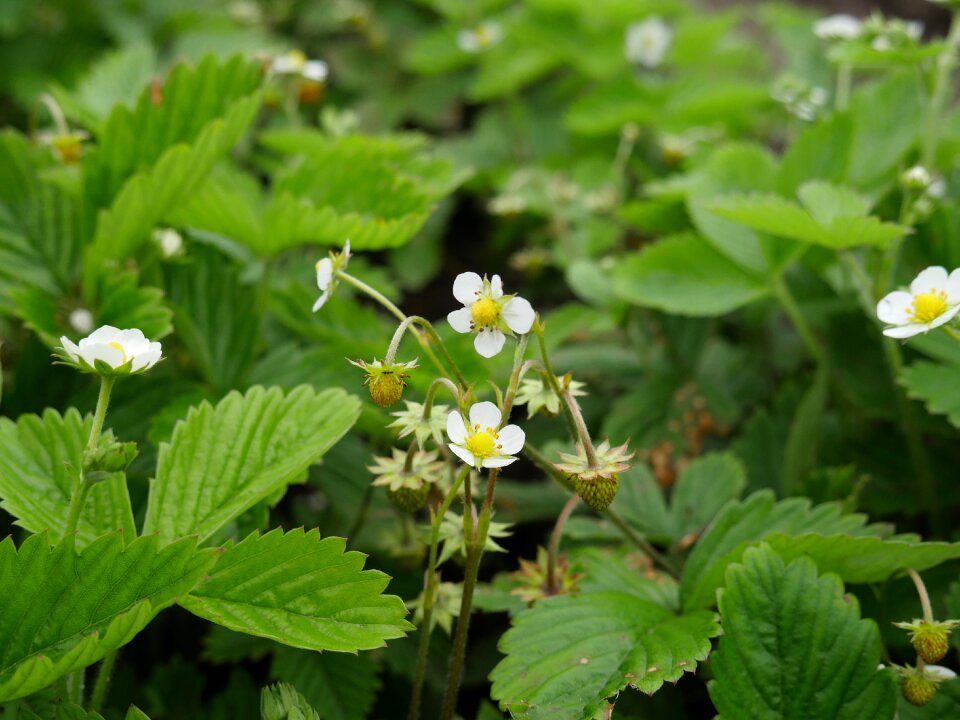 Flowers strawberries berry green leaf