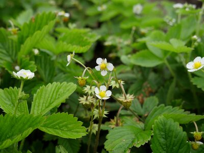 Flowers strawberries berry green leaf