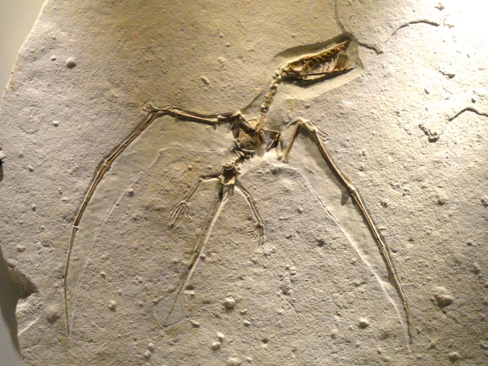 Ramphorhynchus sp., view 1, Late Late Jurassic, Tithonian Age, Solnhofen Lithographic Limestone, Eichstatt, Bavaria, Germany - Houston Museum of Natural Science - DSC01862