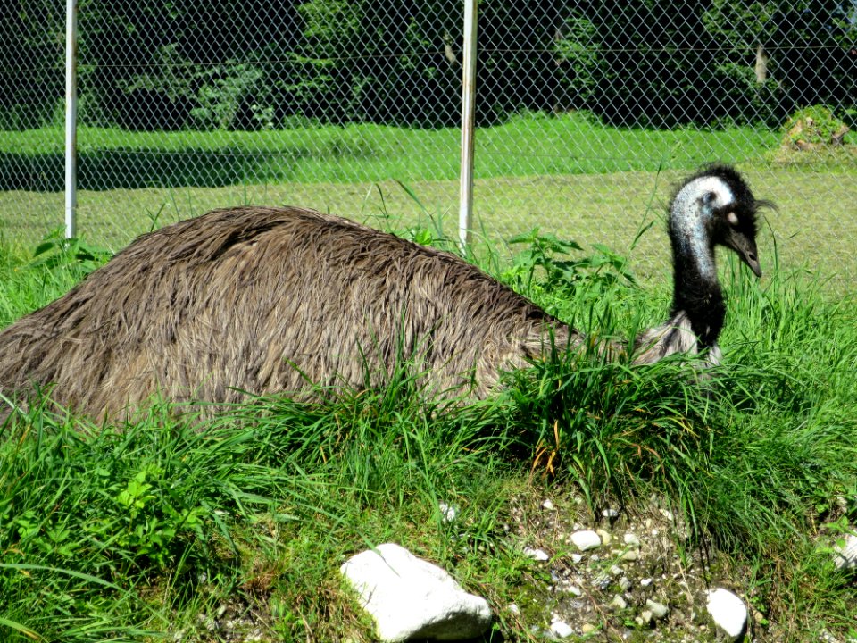 Raritätenzoo Ebbs 12