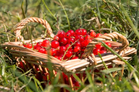 Grass berries red
