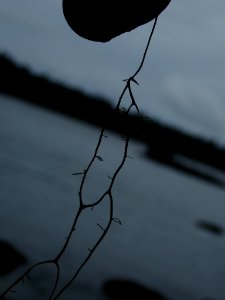 Ramalina menziesii 90922686