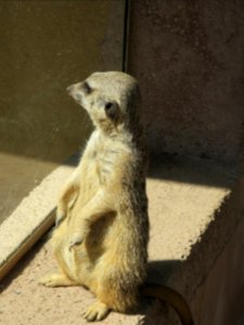 Raritätenzoo Ebbs 14