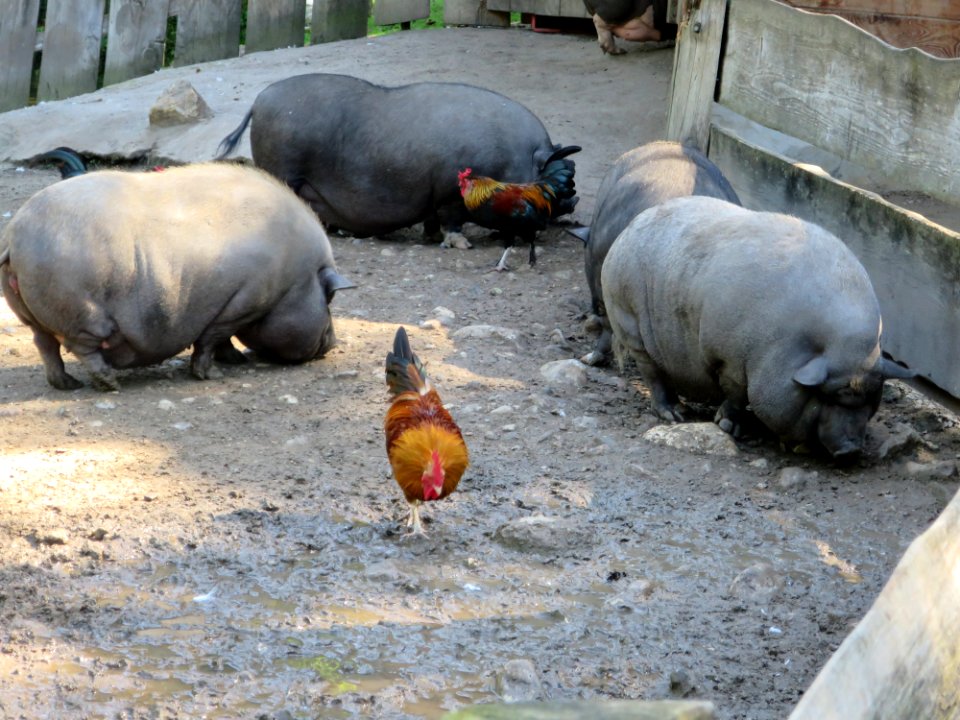 Raritätenzoo Ebbs 4