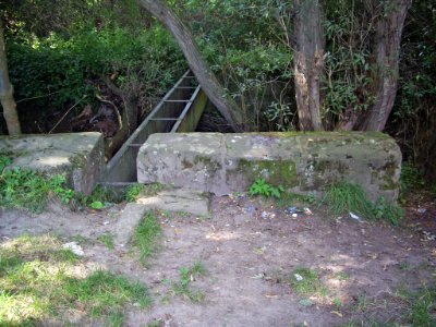 Rase-bei-Rosdorf-10