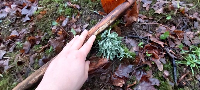 Ramalina fraxinea 59494736