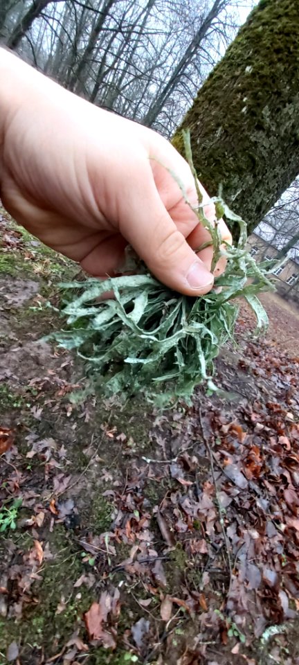Ramalina fraxinea 59494738