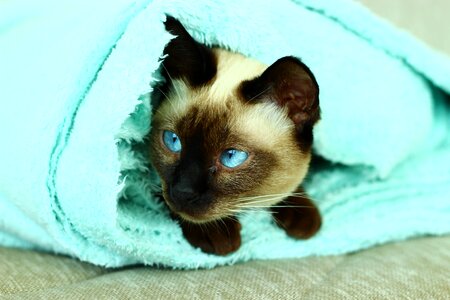 Cat turquoise overview