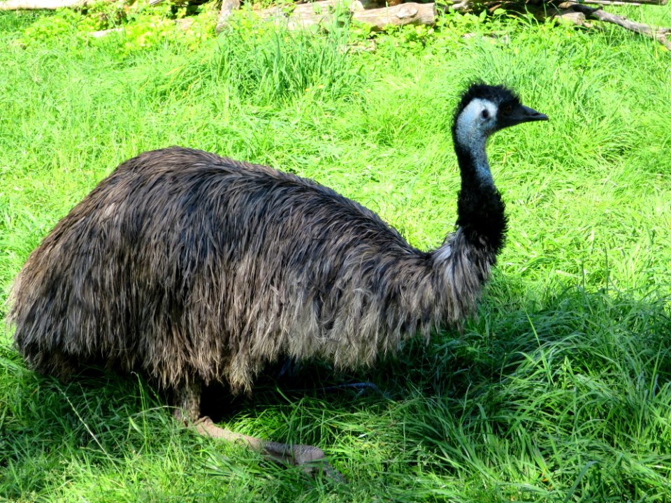 Raritätenzoo Ebbs 13