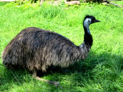 Raritätenzoo Ebbs 13