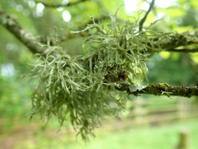 Ramalina farinacea 92918036