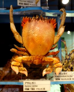 Ranina ranina - National Museum of Nature and Science, Tokyo - DSC06878