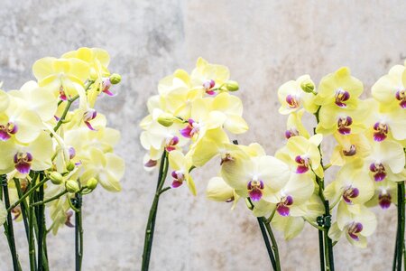 Nature blossom bloom photo