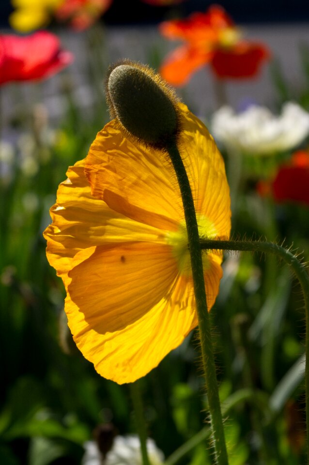 Nature meadow klatschmohn