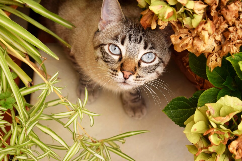 Plants garden animal photo