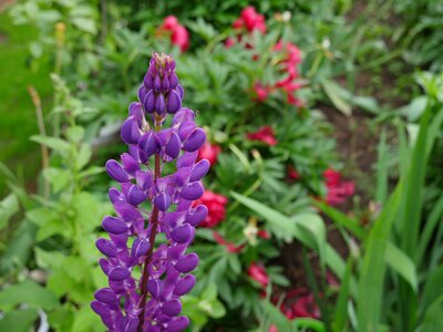 Purple lupine wild flower garden photo